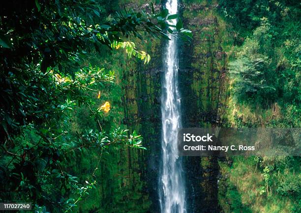 Akaka 폭포 열대 폭포 파라다이스 하와이 빅 아일랜드 열대 0명에 대한 스톡 사진 및 기타 이미지 - 0명, 꽃-식물, 낮