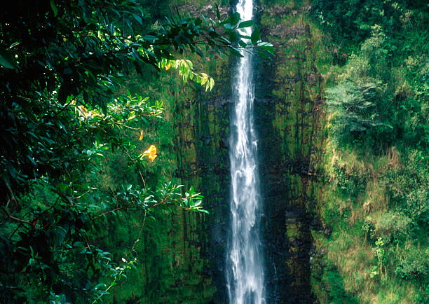 istock Akaka Falls, Tropical, Waterfall, Paradise, Hawaii, Big-Island, Rainforest 117027240