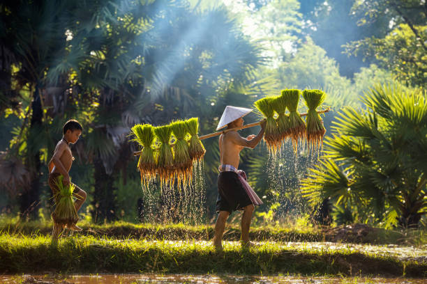 pai e filho estão trabalhando juntos para trazer arroz juntos. estilo de vida de povos do sudeste asiático que andam através do campo do arroz tailândia. trabalho duro nos campos de arroz. - southeast asian ethnicity fotos - fotografias e filmes do acervo