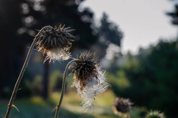 The first rays of the sun on a forest glade. Eye level shooting. Selective focus. Close-up.