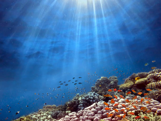 istock Underwater scene with sun rays shining through the water 1170273899