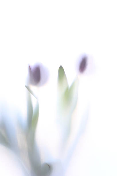 istock flowers tulips silhouette transillumination white background 1170274269