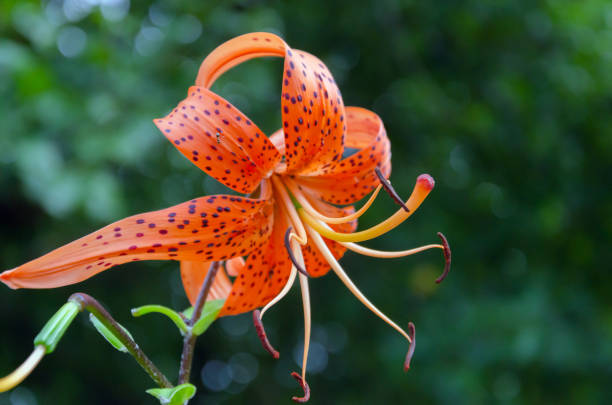istock garden lily with orange flower 1170274954