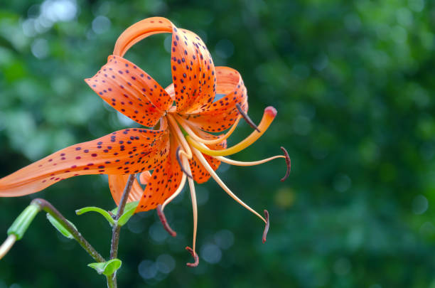 istock garden lily with orange flower 1170274973