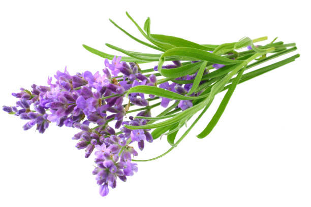 kwiaty lawendy wyizolowane na białym tle. bukiet kwiatów lawendy. - lavender lavender coloured flower homeopathic medicine zdjęcia i obrazy z banku zdjęć