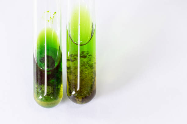 istock Study of Chromatography is used to separate components of a plant. 1170275291