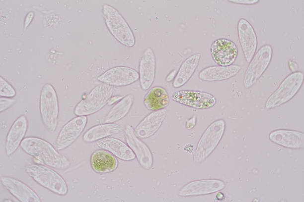 euglena является род одноклеточных flagellate eukaryotes под микроскопическим видом для образования. - trichonympha стоковые фото и изображения