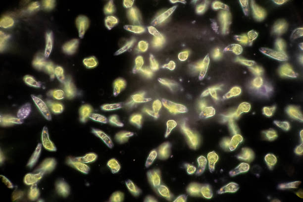 euglena es un género de eucariotas monocelulares bajo visión microscópica para la educación. - trichonympha fotografías e imágenes de stock