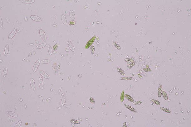 euglena es un género de eucariotas monocelulares bajo visión microscópica para la educación. - trichonympha fotografías e imágenes de stock