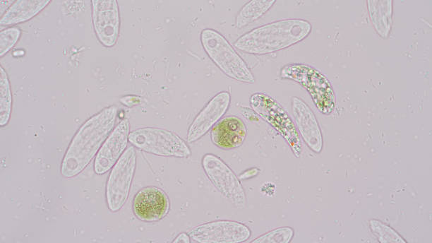 istock Euglena is a genus of single-celled flagellate Eukaryotes under microscopic view for education. 1170275382