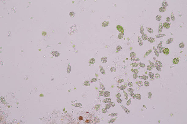 euglena es un género de eucariotas monocelulares bajo visión microscópica para la educación. - trichonympha fotografías e imágenes de stock