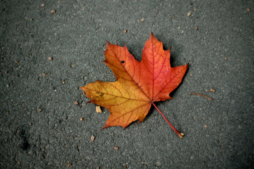 a lonely leaf surrounded in grey
