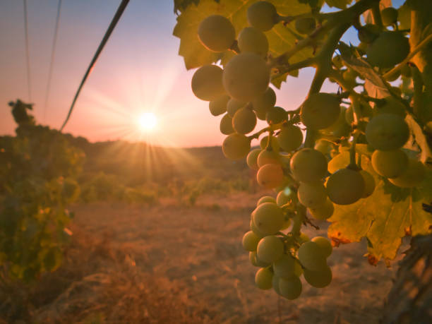 Sunset on the vineyards in Provence