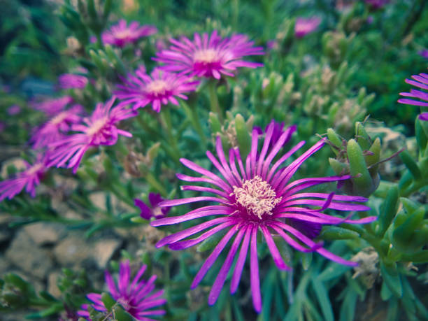 Pink flower of Provence