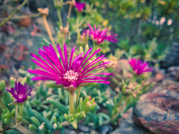 Pink flower of Provence