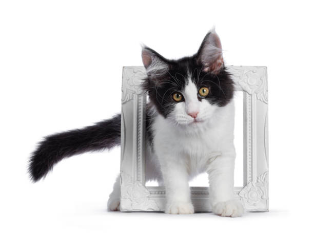 istock Black and white harlequin Maine Coon kitten on white 1170277758