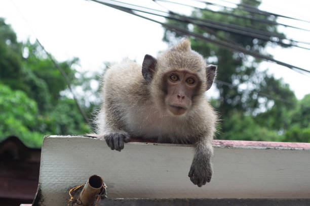 istock Amazing Thailand nature 1170277808