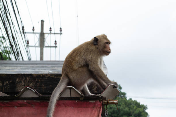istock Amazing Thailand nature 1170278224