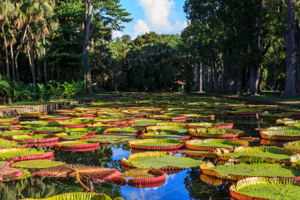 victoria amazonica lilies en pamplemousses boticanal gardens, mauricio - jardín botánico fotografías e imágenes de stock