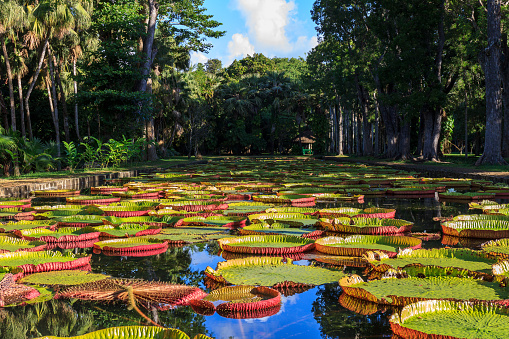 Beautiful mega water lilies Victoria Amazonica in Pamplemousses Boticanal Gardens, Mauritius