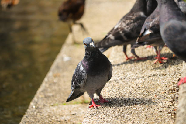 istock UK Town Pigeon 1170278997
