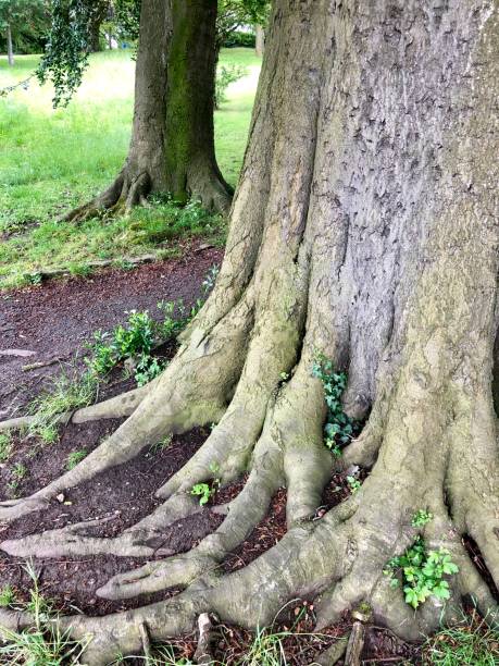 istock Image of European beech tree (fagus sylvatica) spreading buttress, trunk and roots covered in ivy 1170279097