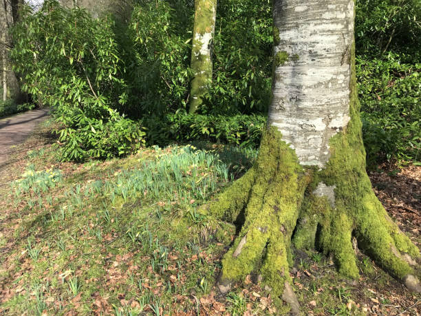 image du hêtre européen (fagus sylvatica) répandant le contremont, le tronc et les racines couverts de mousse verte - southern beech photos et images de collection