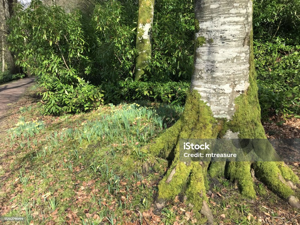 Hình Ảnh Cây Sồi Châu Âu Lan Rộng Mông Thân Cây Và Rễ Phủ Rêu Xanh ...