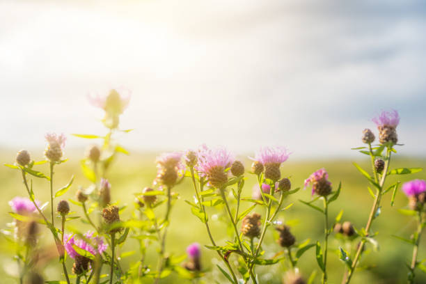 istock Wild flowers in the mountains. Centaurea montana. 1170279448
