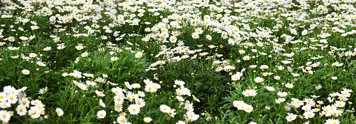 Field of daisy flowers for natural background