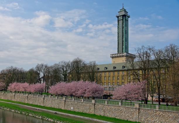 Sakura cherry trees in park in Ostrava