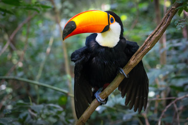 istock Colorful toucan in the aviary 1170280940