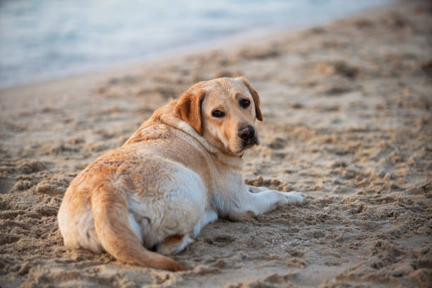 istock Beautiful dog at the beach 1170280962