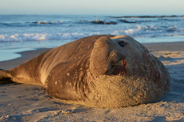 istock Male Southern Elephant Seal 1170283481