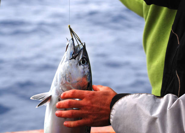 istock Tuna fish catch by fisherman on boat trolling 1170283487