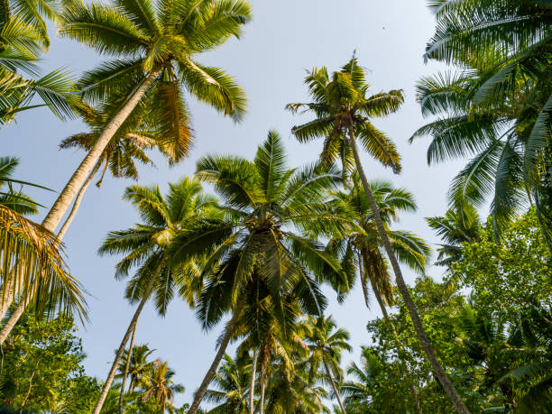 istock low angel view of coconut trees with a blue sky 1170285926