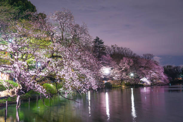 istock Cherry blossoms of Inokashira Park 1170286415