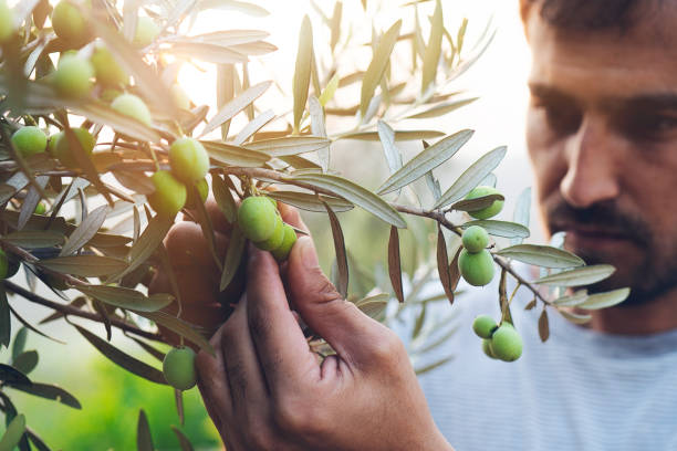 cosecha de aceitunas. las manos funcionando. el joven granjero está recogiendo aceitunas. - olive olive tree italy italian culture fotografías e imágenes de stock