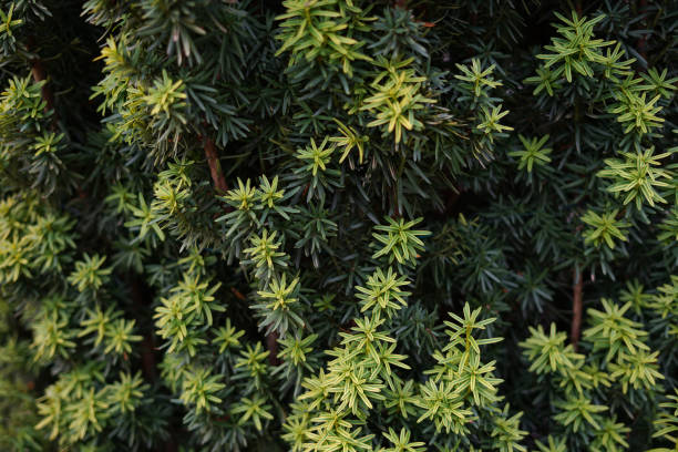 istock Green leaves pattern background, Natural background and wallpaper 1170289812