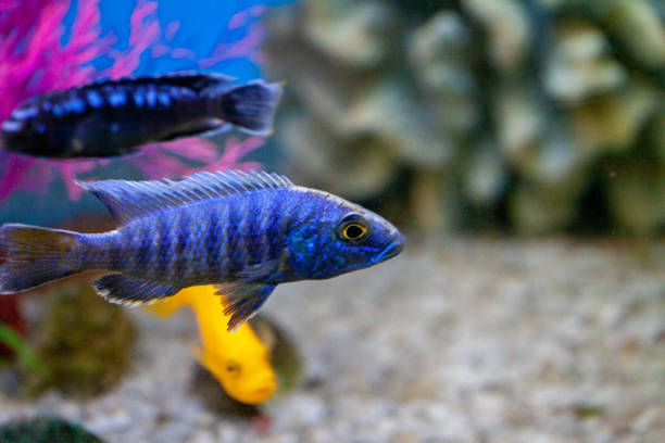 istock Exotic tropical fish purple Yellowfin surgeonfish 1170290222