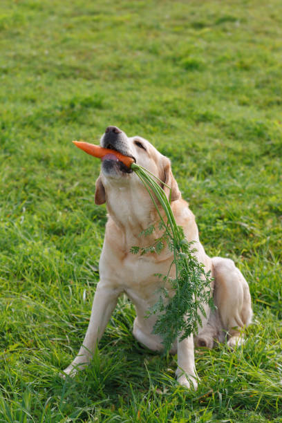 당근을 먹는 행복한 래브라도 리트리버 - dog vegetable carrot eating 뉴스 사진 이미지