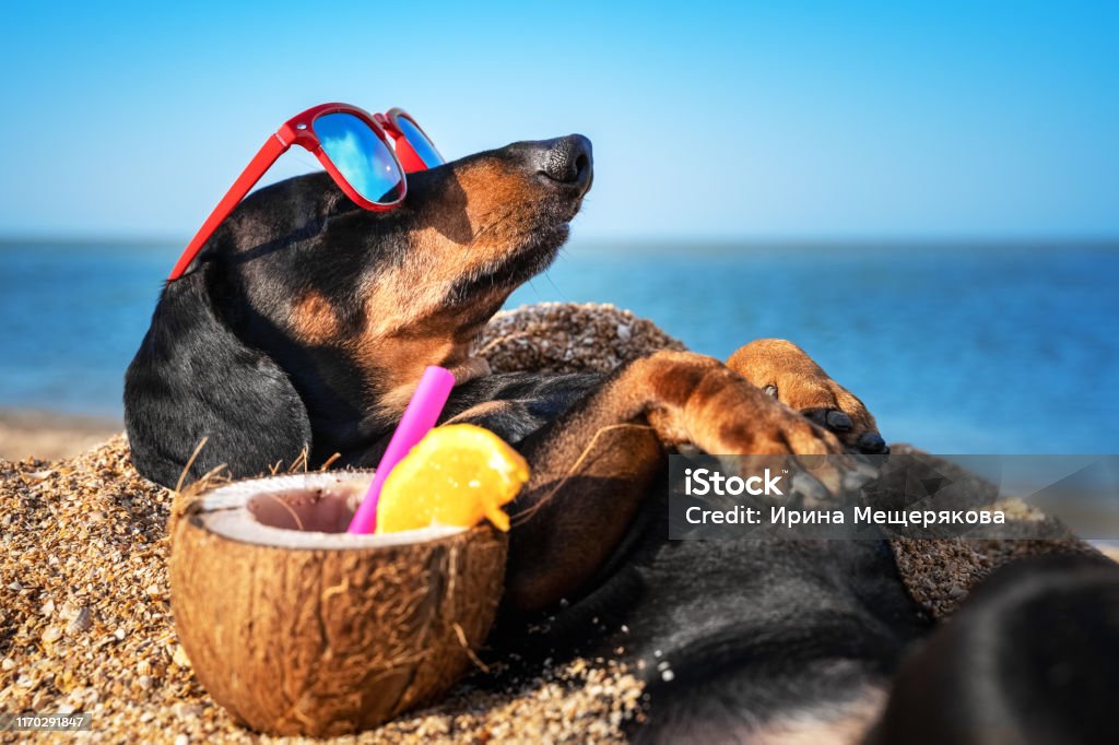 schöner Hund aus Dackel, schwarz und tan, im Sand am Strand Meer an Sommerferien begraben, trägt rote Sonnenbrille mit Kokos-Cocktail - Lizenzfrei Sommer Stock-Foto