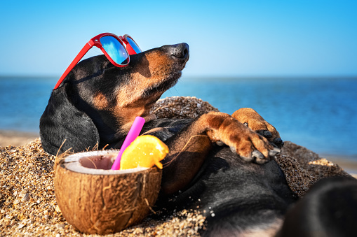 hermoso perro de dachshund, negro y bronceado, enterrado en la arena en el mar de la playa en las vacaciones de verano, usando gafas de sol rojas con cóctel de coco photo