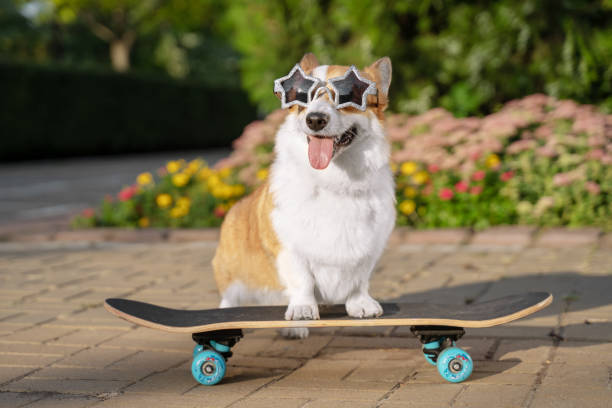 cão bonito filhote de cachorro ruiva pembroke welsh corgi, vestida de óculos de sol em forma de estrela, de pé um skate na rua para uma caminhada de verão no parque, sorrindo, saindo de sua língua - animal treinado - fotografias e filmes do acervo