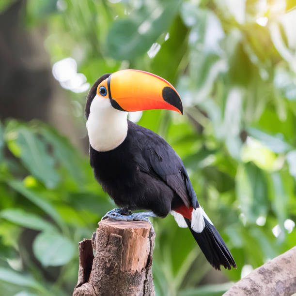 istock Toucan bird on the forest 1170292917