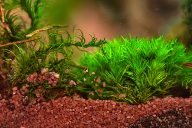 istock Soil layers, macro landscape of small pebbles . 1170292976