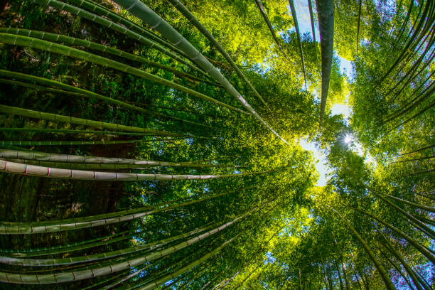 istock The sun peek from bamboo grove 1170293061