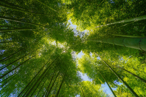 istock The sun peek from bamboo grove 1170293270