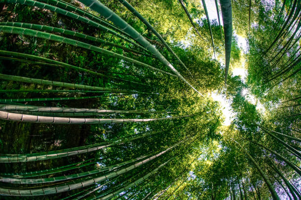 istock The sun peek from bamboo grove 1170293497