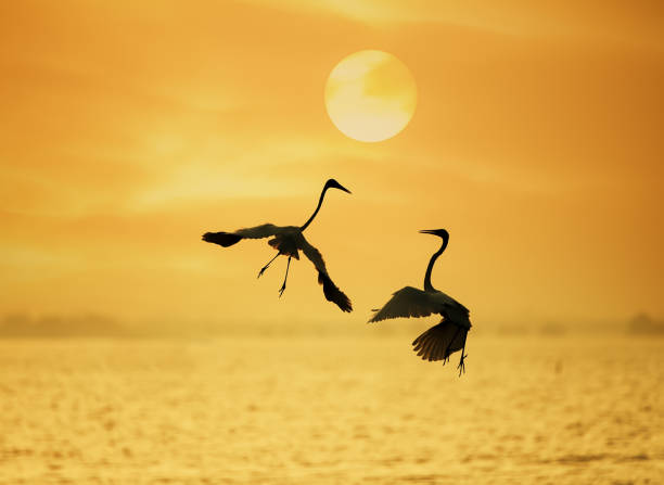 egrets play in water land